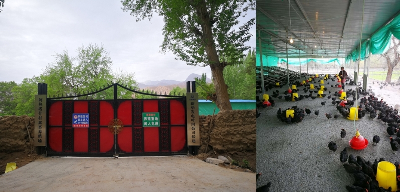 emc全站网页版援建的“昆仑跑步鸡”养殖场